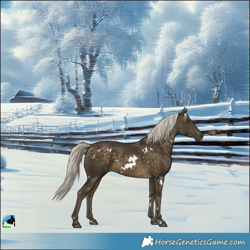 Horse Color:White Spotted Silver Buckskin Rabicano