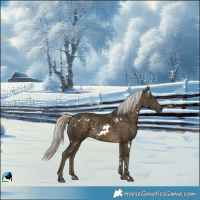 Horse Color:White Spotted Silver Buckskin Rabicano 