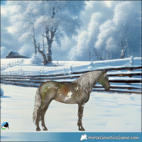 Horse Color:White Spotted Silver Buckskin Rabicano 