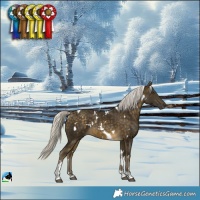 Horse Color:White Spotted Silver Buckskin Tobiano Rabicano