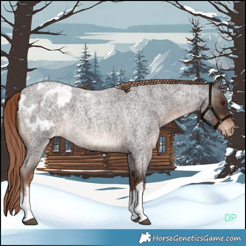Horse Color:White Spotted Liver Red Roan Appaloosa