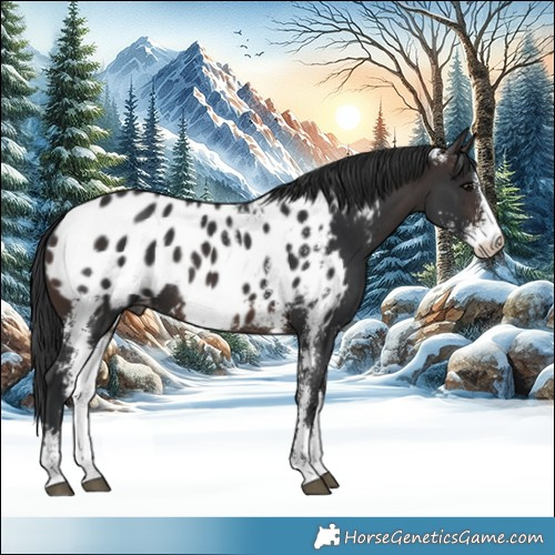 Horse Color:Brown Sabino Appaloosa 