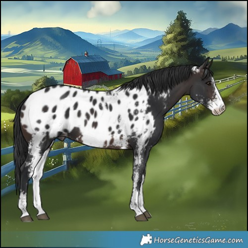 Horse Color:Brown Sabino Blanket 