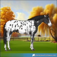 Horse Color:Brown Sabino Blanket 