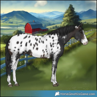 Horse Color:Brown Sabino Blanket 