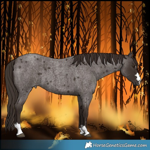 Horse Color:Liver Red Roan 