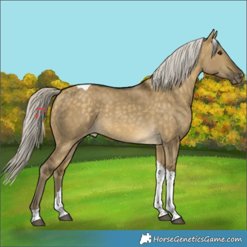 Horse Color:Silver Buckskin Dun Tobiano Skewed Appaloosa 