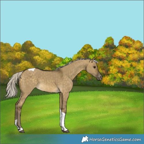 Horse Color:Silver Buckskin Dun Tobiano Skewed Appaloosa