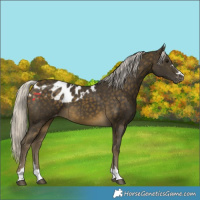 Horse Color:Silver Buckskin Skewed Appaloosa 
