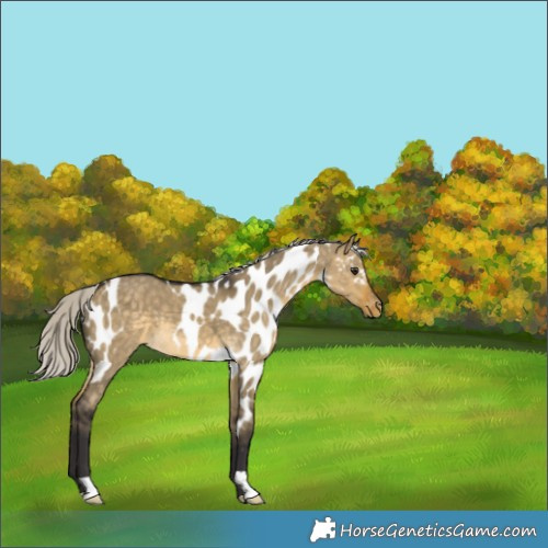 Horse Color:Silver Buckskin Dun Skewed Appaloosa 