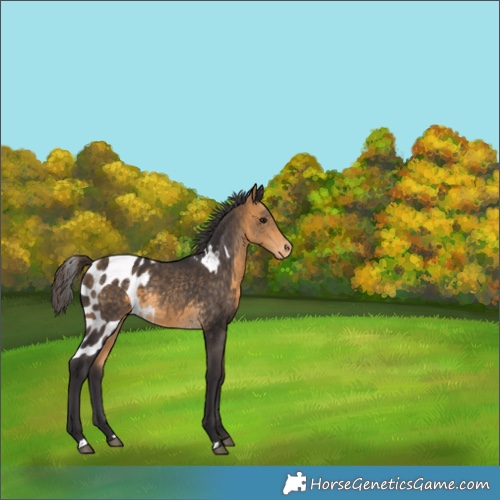 Horse Color:Buckskin Skewed Appaloosa 