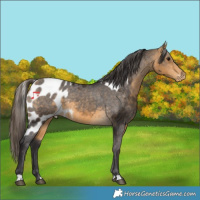Horse Color:Buckskin Skewed Appaloosa 