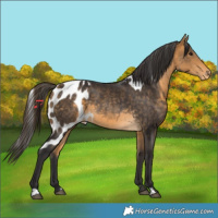 Horse Color:Buckskin Skewed Appaloosa 