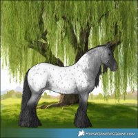 Horse Color:Blue Roan Near Leopard