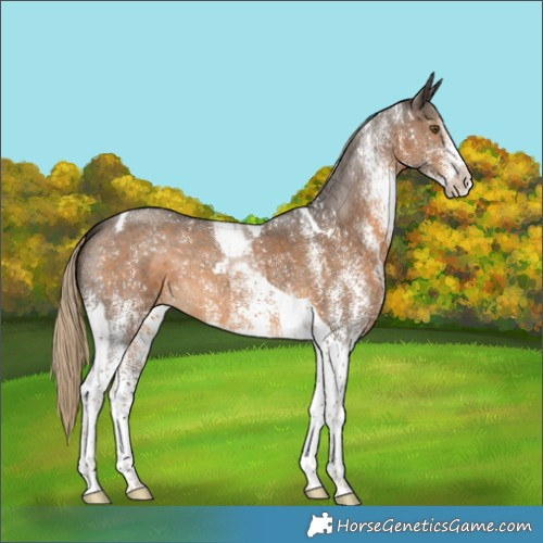 Horse Color:White Spotted Chocolate Palomino Tobiano 