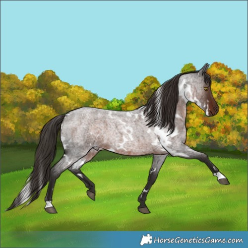 Horse Color:White Spotted Liver Red Roan 