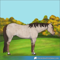 Horse Color:Liver Red Dun Roan