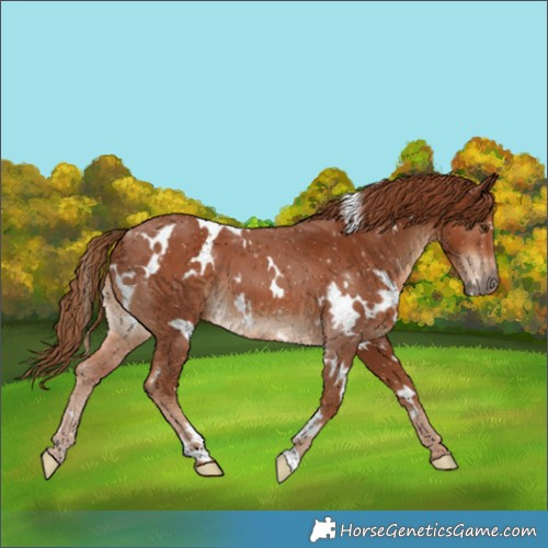 Horse Color:White Spotted Chestnut 