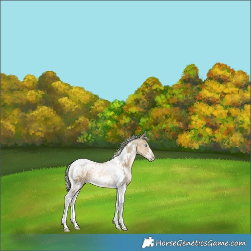 Horse Color:White Spotted Silver Buckskin Ice Pearl Tobiano 