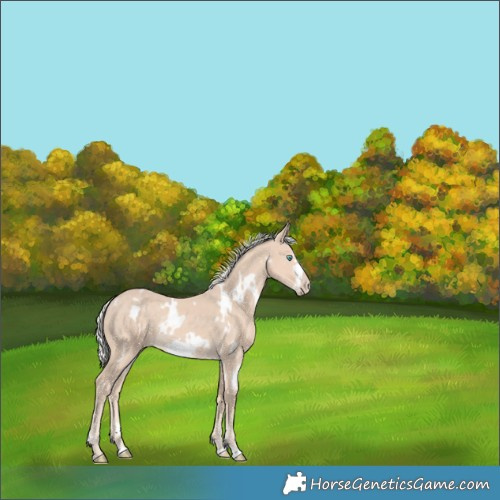 Horse Color:White Spotted Silver Smoky Creme Frame Rabicano 