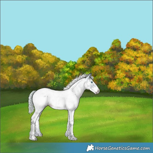 Horse Color:Watercolor White Spotted Silver Black Tobiano Frame Appaloosa Rabicano 
