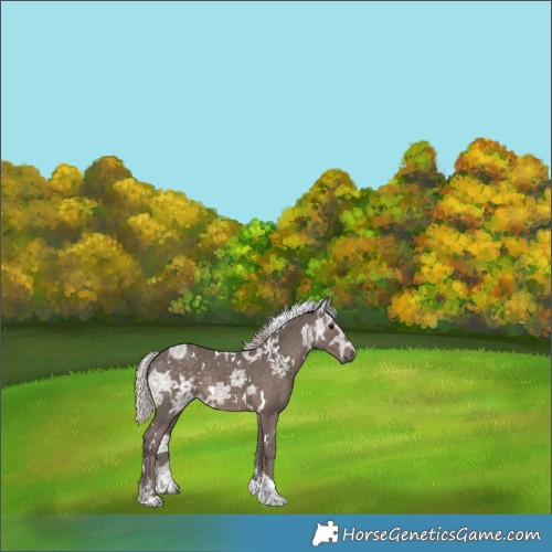 Horse Color:White Spotted Silver Black Ice Tobiano Rabicano 