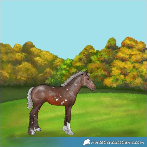Horse Color:White Spotted Silver Brown Tobiano 