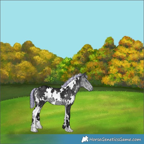 Horse Color:Painted White Spotted Silver Buckskin Chinchilla Ice 
