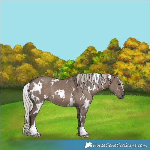 Horse Color:White Spotted Silver Grullo 