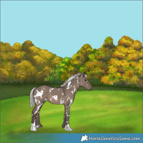 Horse Color:White Spotted Silver Grullo 