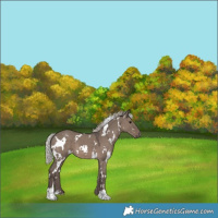 Horse Color:White Spotted Silver Grullo