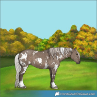 Horse Color:White Spotted Silver Grullo 