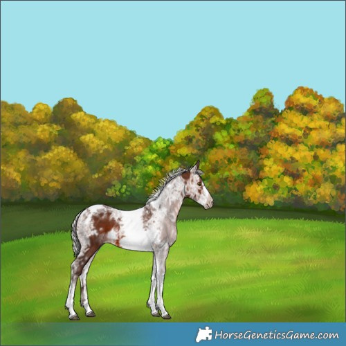 Horse Color:White Spotted Silver Brown Ice Tobiano Frame 