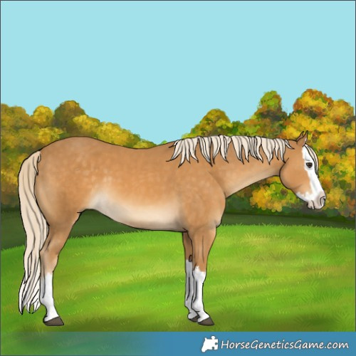 Horse Color:Palomino Splash 