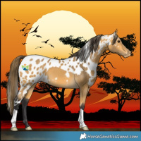 Horse Color:Buckskin Skewed LP Spotted 