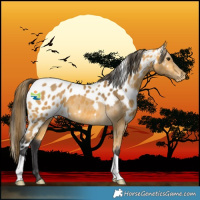 Horse Color:Buckskin Skewed LP Spotted 