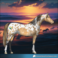 Horse Color:Buckskin Skewed Appaloosa