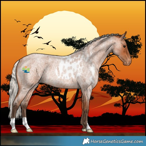 Horse Color:Silver Bay Roan Skewed LP Spotted Rabicano 