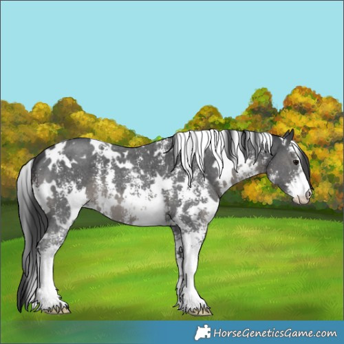Horse Color:White Spotted Black Mushroom Sabino 