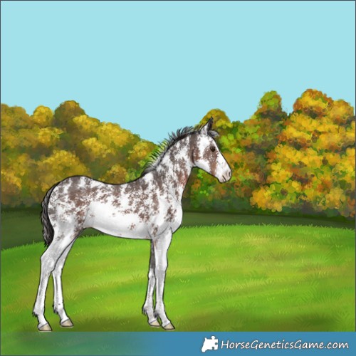 Horse Color:Liver Chestnut Sabino 