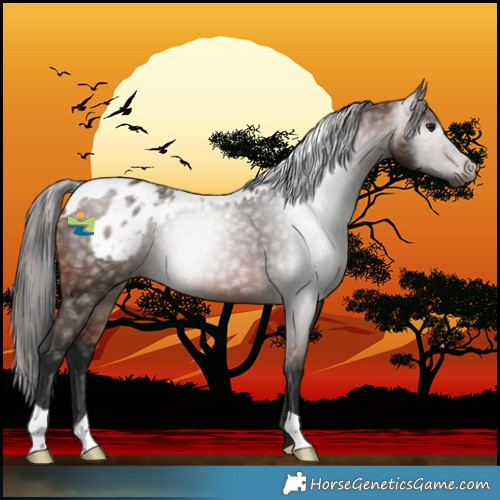 Horse Color:Gray Bay Skewed LP Spotted 