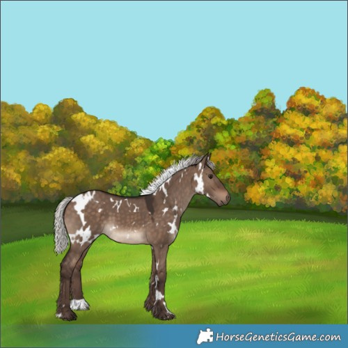 Horse Color:White Spotted Silver Brown Dun 