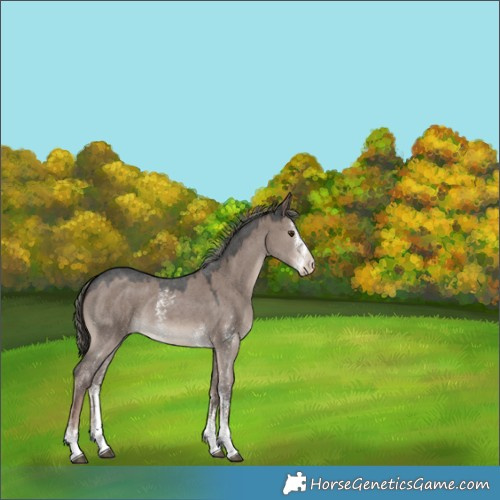 Horse Color:Liver Red Dun Mushroom Sabino 