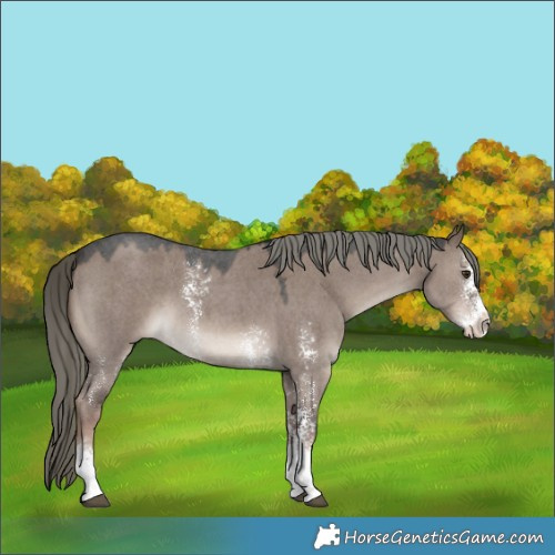 Horse Color:Liver Red Dun Mushroom Sabino 