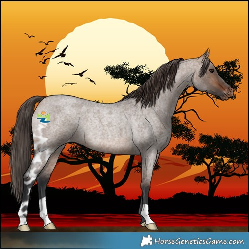 Horse Color:Bay Roan Dun Skewed LP Spotted Rabicano 