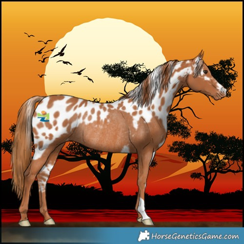 Horse Color:Chestnut Skewed LP Spotted Rabicano 