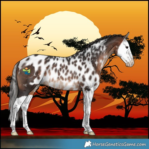 Horse Color:Bay Splash Skewed LP Spotted Rabicano 