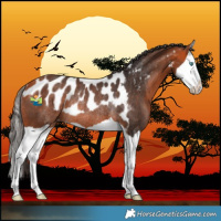 Horse Color:Bay Splash Skewed LP Spotted Rabicano 
