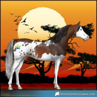 Horse Color:Bay Splash Skewed LP Spotted 