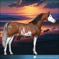 Horse Color:Bay Splash Skewed Appaloosa Rabicano 